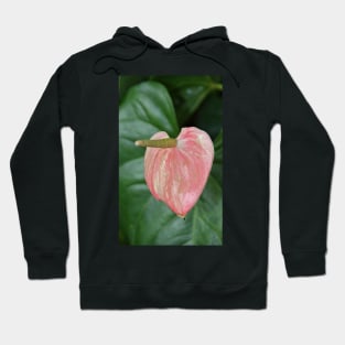 Anthurium Hoodie